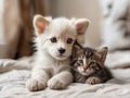 A white puppy and a grey kitten are sitting together.