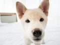 White puppy of Japanese Shiba Inu short hair that genius pedigree looking closer and waiting for playing with pet owner by curious Royalty Free Stock Photo