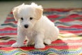 White puppy maltese dog sitting on carpet Royalty Free Stock Photo