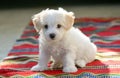 White puppy maltese dog sitting on carpet Royalty Free Stock Photo