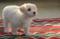 White puppy maltese dog sitting on carpet Royalty Free Stock Photo