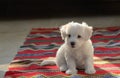 White puppy maltese dog sitting on carpet Royalty Free Stock Photo