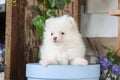 White puppy Pomeranian sits in a blue box