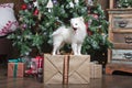 White puppy Pomeranian stands on a gift box on the background of the Christmas tree