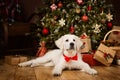 White Puppy Retriever lying down under Christmas Tree as Gift. Dog with Red Bow Tie in Home Room Decorated for New Year Royalty Free Stock Photo