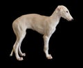 White puppy of Russian borzoi dog Royalty Free Stock Photo