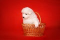 White Puppy of Samoyed Dog in Basket on Red Background.