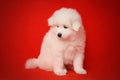 White Puppy of Samoyed Dog on Red Background.