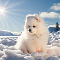 White puppy are sitting on the snow in the sunny day. Royalty Free Stock Photo