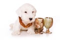White puppy terrier and beads