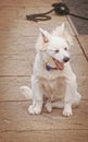 White puppy yawning on boat dock - Young American Eskimo-Spitz with eyes closed and mouth open in big yawn Royalty Free Stock Photo