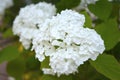 White pure hydrangea hortensia large inflorescences blooming in summer garden Royalty Free Stock Photo