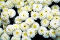 White pure yellow flowers, natural background, gardens