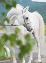 White purebred arabian stallion