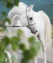 White purebred arabian stallion