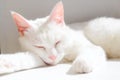 White purebred cat sleeps on white windowsill in rays of sun. Japanese Bobtail cat lies on white surface and closed her Royalty Free Stock Photo