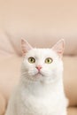 A white purebred cat. Turkish angora. Portrait. Animal themes. Pets Royalty Free Stock Photo