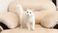 A white purebred cat. Turkish angora. Portrait. Animal themes. Pets Royalty Free Stock Photo