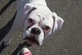 White purebred dog german boxer portrait outdoor Royalty Free Stock Photo