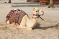 White purebred friendly Arabian or Somali camel dromedary, wearing festive decorative body cloth harness lying on sand.