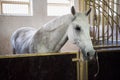 White purebred horse standing in stable and looking at camera