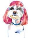 White purebred maltese. Grooming of white dog. Watercolor puppy illustration isolated on white