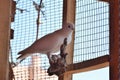 Purebred cute white pigeon in wooden birdcage on farm