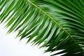 White purity meets vibrant green Palm tree leaves in isolation