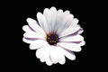 White and purple african daisy flower