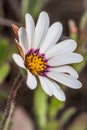 White and purple African Daisy Osteospermum Wild flower growing during spring Royalty Free Stock Photo