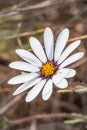 White and purple African Daisy Osteospermum Wild flower growing during spring Royalty Free Stock Photo