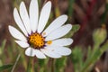 White and purple African Daisy Osteospermum Wild flower growing during spring Royalty Free Stock Photo