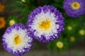 White-purple Aster flower, close-up. Bright purple Aster flower with white middle Royalty Free Stock Photo