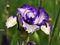 White and Purple Bearded Iris Germanica Flower Closeup Royalty Free Stock Photo