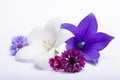 White and purple bell flowers and cornflowers close up, isolated on white background Royalty Free Stock Photo