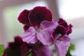 White and purple blooming geraniums.Geranium Grandiflorum, Regal Geranium