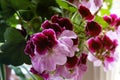 White and purple blooming geraniums.Geranium Grandiflorum, Regal Geranium