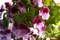 White and purple blooming geraniums.Geranium Grandiflorum, Regal Geranium