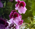 White and purple blooming geraniums.Geranium Grandiflorum, Regal Geranium