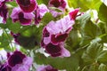White and purple blooming geraniums.Geranium Grandiflorum, Regal Geranium