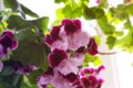 White and purple blooming geraniums.Geranium Grandiflorum, Regal Geranium