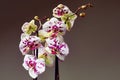 White and purple blooming orchid