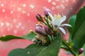 White and purple blossom over pink background