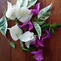 White and purple bougainvillea flowers and green leaves with white spots on a brown tabletop background Royalty Free Stock Photo