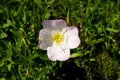 Single Buttercup flower in full bloom in green grass Royalty Free Stock Photo