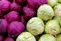 White and purple cabbage