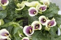 White with purple calla flower colored garden field cultivation Royalty Free Stock Photo