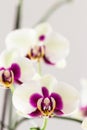 White with Purple Centre Orchid on White Background, Close-up