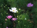 The white and purple cosmos flowers in the garden Royalty Free Stock Photo