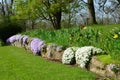 White and purple creeping phlox cascading over an old stone wall Royalty Free Stock Photo